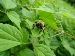 Laphria sacrator