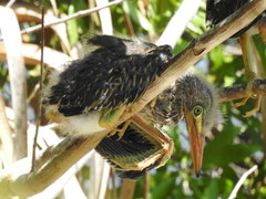 Butorides virescens image