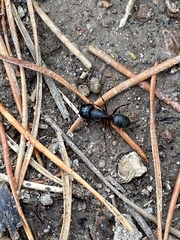 Camponotus modoc