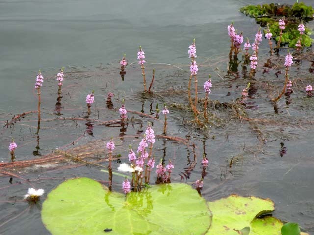 Rotale de Wallich (Rotala wallichii)