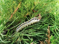 Cimbex quadrimaculatus