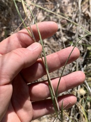 Helianthus devernii