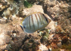 Chaetodon multicinctus