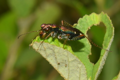 Jansenia tetrastacta