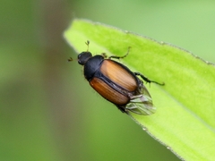Omaloplia nigromarginata