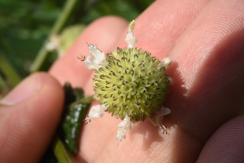 Hyptis lorentziana