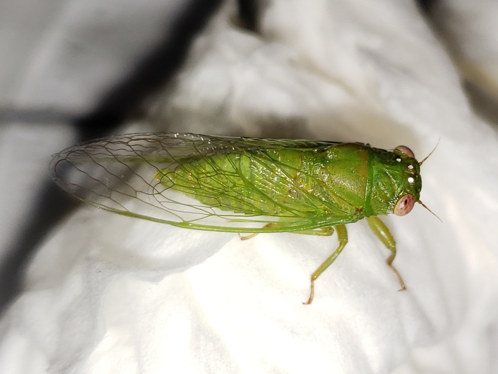 Southern Grass Cicada
