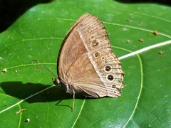 Mycalesis perseus