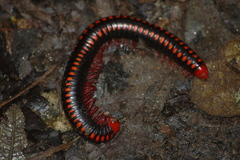 Aphistogoniulus cowani