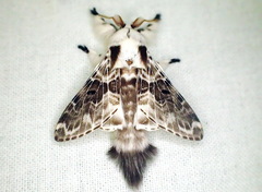 Tolype caieta