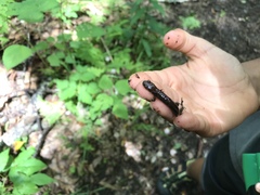Plethodontinae