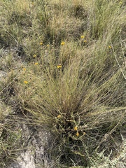 Helianthus devernii