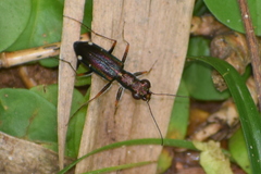 Prothyma