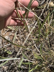 Helianthus devernii