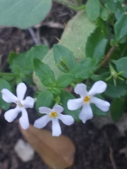 Chaenostoma integrifolium