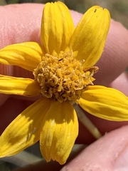 Helianthus devernii