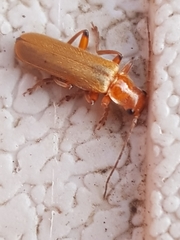 Cantharis cryptica