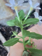Chaenostoma integrifolium