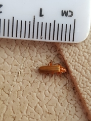 Cantharis cryptica
