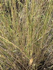 Helianthus devernii