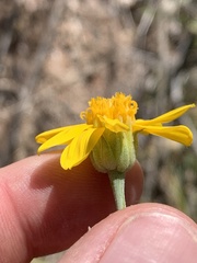 Helianthus devernii