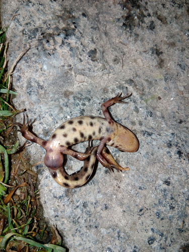 Bosca's newt