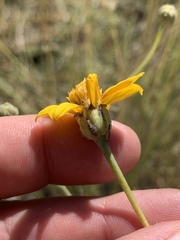 Helianthus devernii