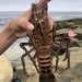photo of California Spiny Lobster (Panulirus interruptus)