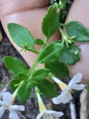 Chaenostoma integrifolium