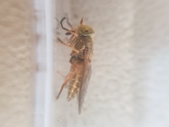 Atylotus latistriatus