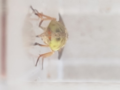 Atylotus latistriatus