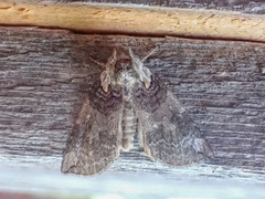 Euthyatira semicircularis