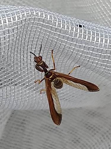 Brown Wasp Mantidfly photo 6