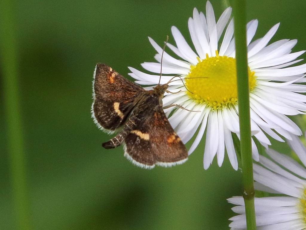 Pyrausta obfuscata