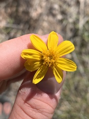 Helianthus devernii