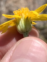 Helianthus devernii