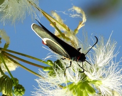 Mysoria affinis