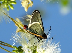 Mysoria affinis