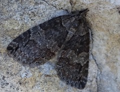 Hydriomena impluviata