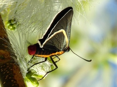 Mysoria affinis