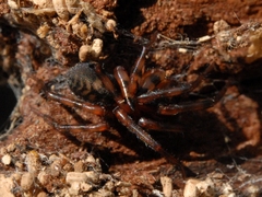 Callobius