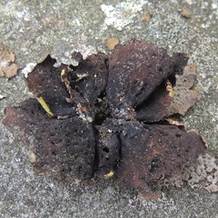 Lasallia pensylvanica