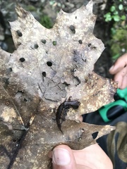 Desmognathus wrighti