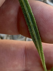 Helianthus devernii