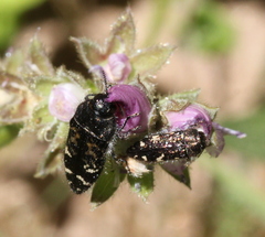 Acmaeodera connexa