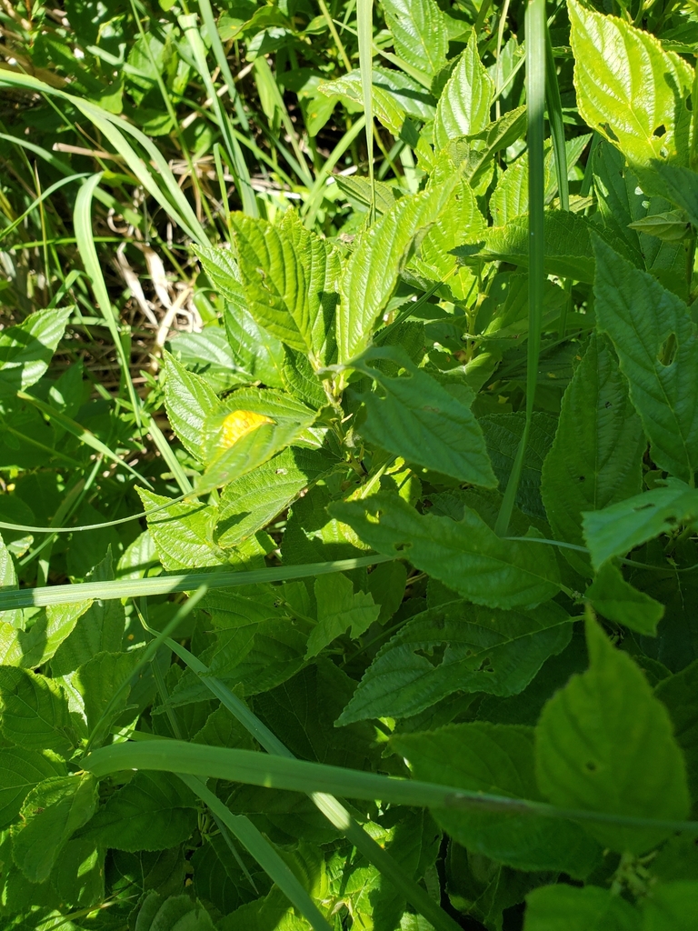 Puccinia coronatae-calamagrostidis