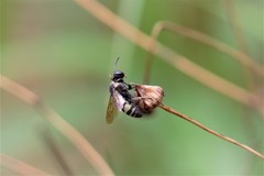 Triepeolus concavus