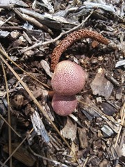 Gymnopilus luteofolius