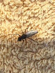 Bibio femoratus