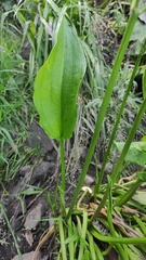 Alisma plantago-aquatica